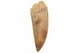 Serrated, Raptor Tooth - Real Dinosaur Tooth #213708-1